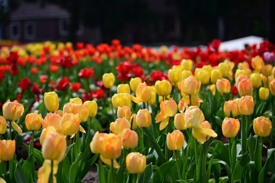 Experience Macy’s Flower Show 2025 in NYC